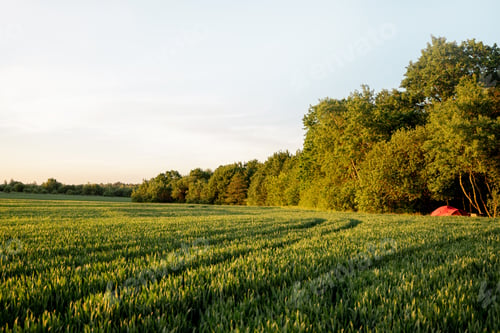 Preview: Green wheat field on sunsert