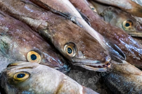 Preview: Fresh fish market, Algarve, Portugal