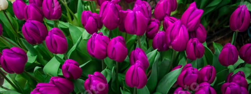 Preview: Field of bright fresh tulips. Spring Festival of Flowers. Colorful buds on flowerbed in city park.