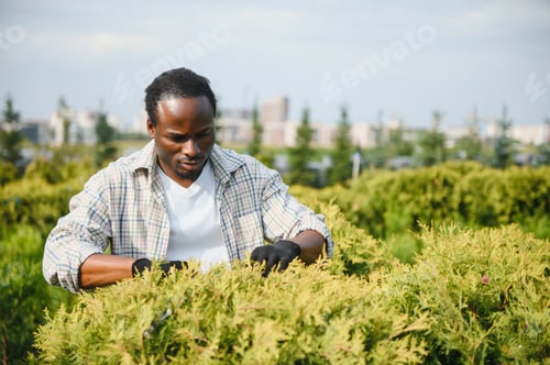 Preview: African american Garden worker trimming trees with scissors. garden shop