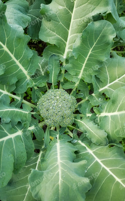 Preview: Close up of broccoli on an organic plantation, selective focus.