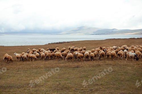 Preview: a flock of sheep on the shore of the lake against the backdrop of the mountains