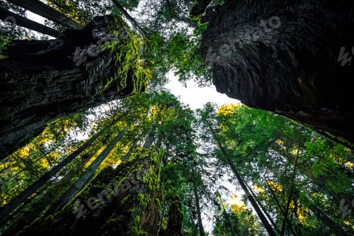 Preview: Between The Fallen, Redwoods National & State Parks, California