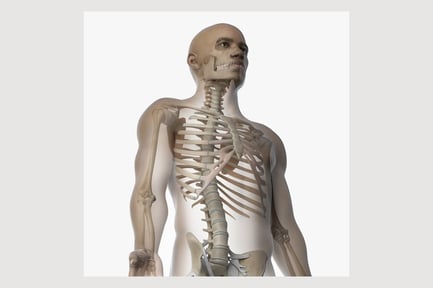Preview: African Male Anatomy: Skin and Skeletal System