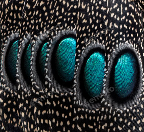 Preview: Close-up on Eyespots or ocellus on the Palawan peacock-pheasant feathers, Polyplectron napoleonis
