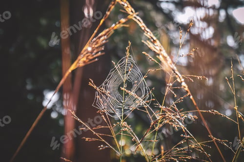 Preview: Dewdrop covered spiderweb framed by fall field grass