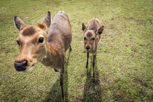 Preview: Sacred Sika deers Nara Park forest, Japan