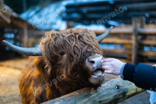 Preview: Young girl feeding sheep and a goat in the a farm.