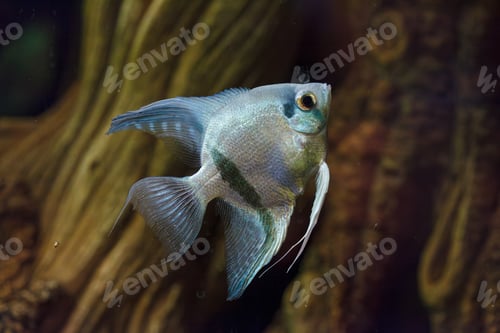 Preview: underwater photography of barbus tetrazona fish