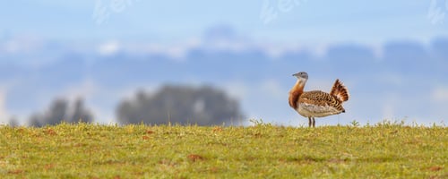 Preview: Great Bustard Walking in Grassland