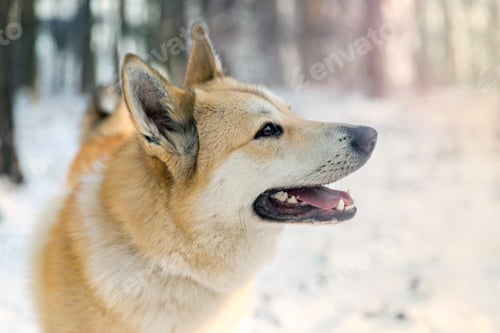 Preview: West siberian laika