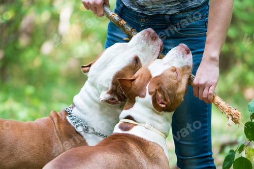 Preview: Owner training two pit bulls outdoors