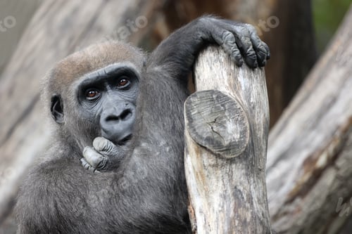 Preview: Close up view of a Western Lowland Gorilla