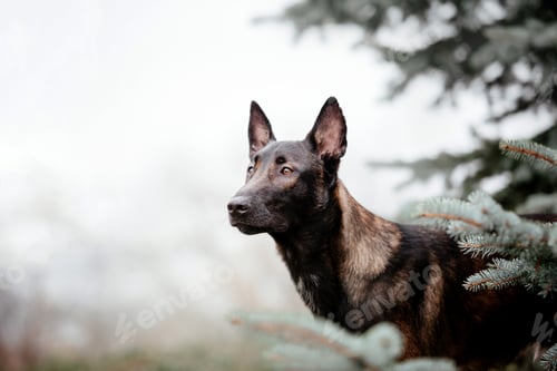 Preview: Belgian Shepherd Malinois on a walk. Fall, autumn. Happy dog outdoor. Active dog