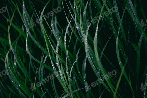 Preview: Droplets of dew on the green grass, shallow depth of field, natural abstract monochrome background