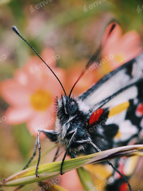 Vorschau: Makro-Schmetterling