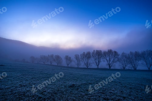 Preview: Small trees covered with blue fog in the Carpathian mountains in Ukraine
