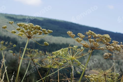 Preview: Wildflowers Growing with Mountain Forest Backdrop in Countryside