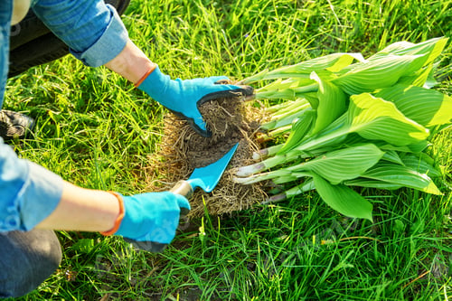Preview: Close-up of spring dividing and planting bush of hosta plant