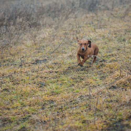 Preview: Dog breed dachshund while hunting outdoors in winter morning