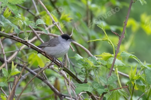 Preview: Perching male Eurasian blackcap or Sylvia atricapilla