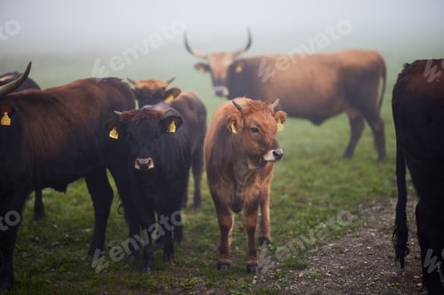 Preview: Cows in the fog in Bavaria Germany