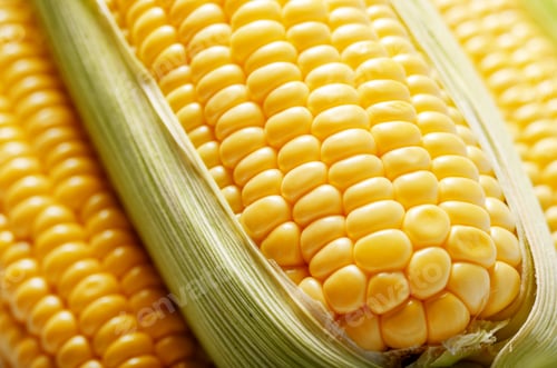 Preview: Ripe fresh organic sweet corncob with leaf closeup background