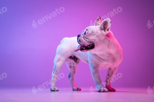 Preview: Portrait of purebred dog bulldog posing isolated over studio background in neon gradient pink purple