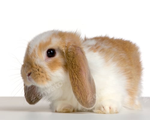 Preview: Lop Rabbit