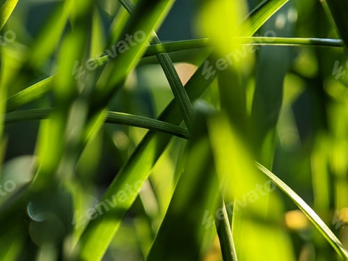 Preview: Closeup of chive leaves with refracted sunlight rays on leaves