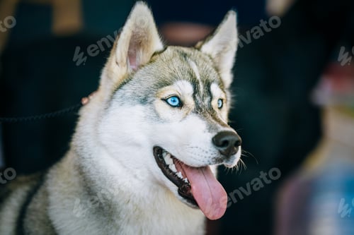 Preview: Close Up Head Young Happy Husky Puppy Eskimo Dog, Blue Eyes