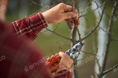 Preview: Gardener cutting tree branches with pruner.