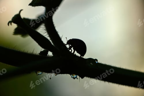 Preview: Silhouetted scene of bug and plant