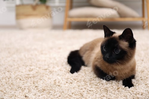 Preview: Adorable Thai cat on beige carpet at home, space for text