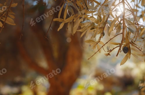 Preview: walk in olive grove, Harvest ready to produce extra virgin olive oil