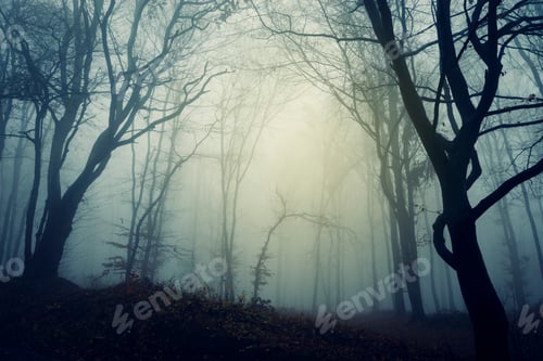 Preview: Dark Halloween forest background with fog and twisted trees