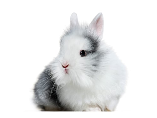Preview: White and grey rabbit, 8 weeks old, in front of white background