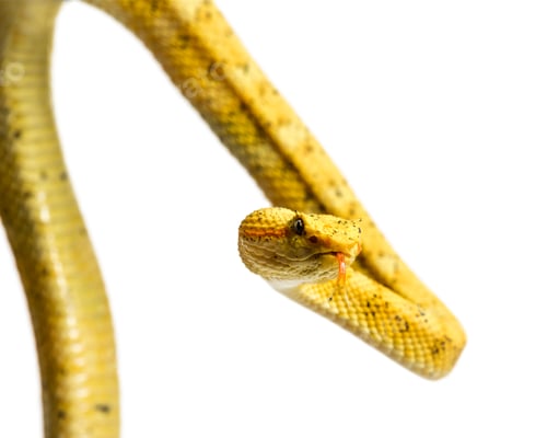 Preview: The eyelash viper, is a venomous pit viper looking at camera against white background