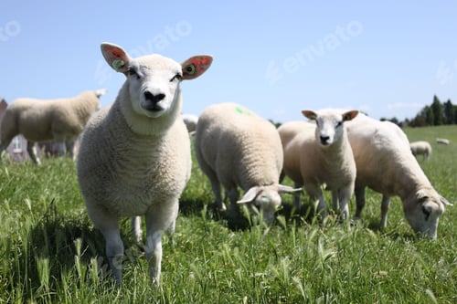 Preview: Group of the Sheep in the green field on a sunny day