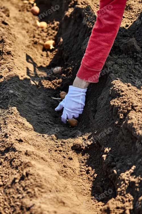 Preview: Woman hand planting potato tubers into the ground.