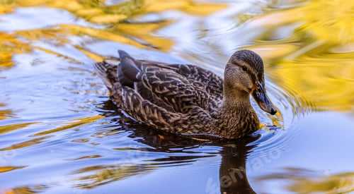 Preview: Beautiful Duck Swimming in Autumn Pond Reflections
