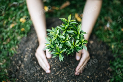 Preview: Planting trees