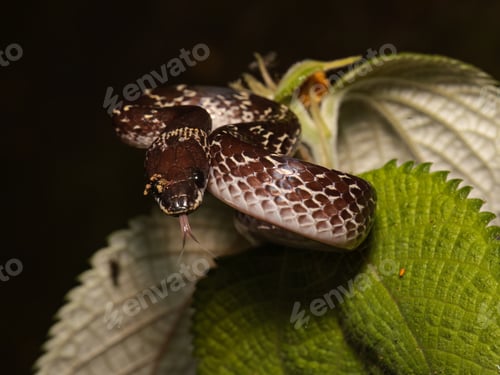 Preview: Tiny white-spotted slug snake coiled on a leaf.