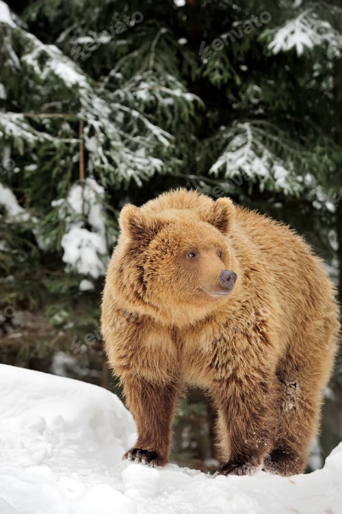 Brown Bear Standing in Snow, Evergreen Forest Backdrop