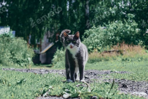 Preview: Green yard gray cat walk in beautiful style