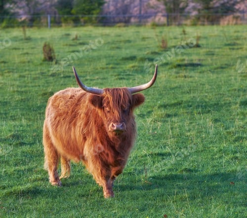 Preview: Highland cows