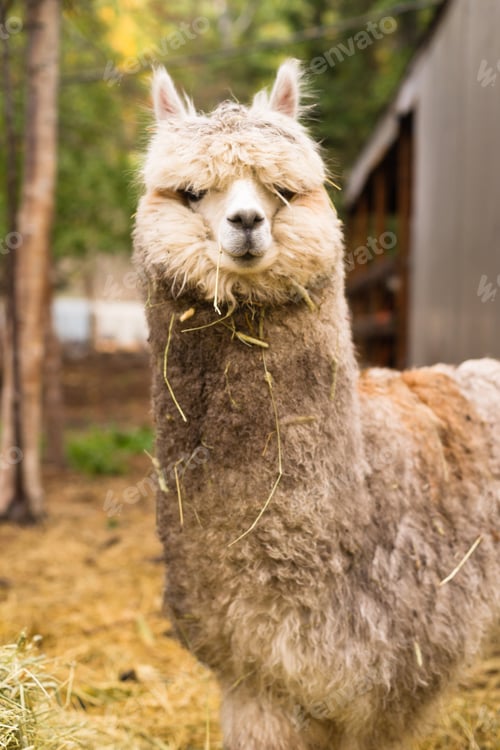 Preview: Lone Domestic Llama Farm Livestock Animals Alaska