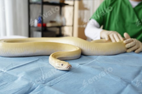 Preview: Handling Large Snake by Veterinary Professional in Clinic