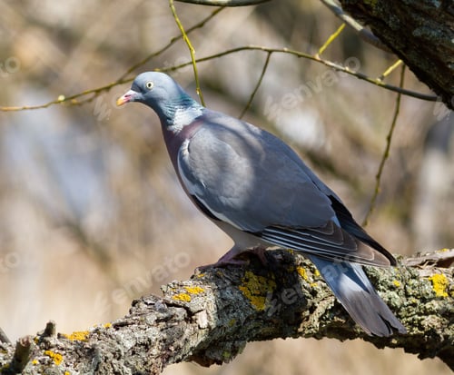 Preview: Common wood pigeon, Columba palumbus. A bird sits on a thick branch