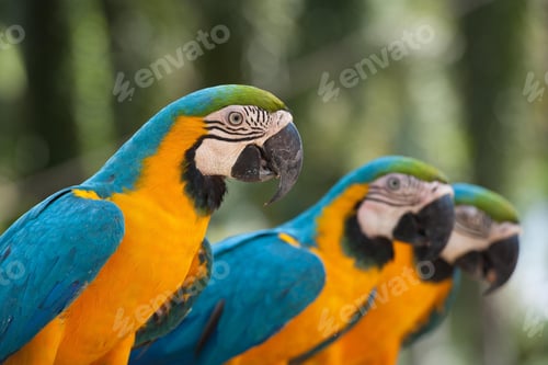 Preview: bird, parrot, Scarlet, Macaw